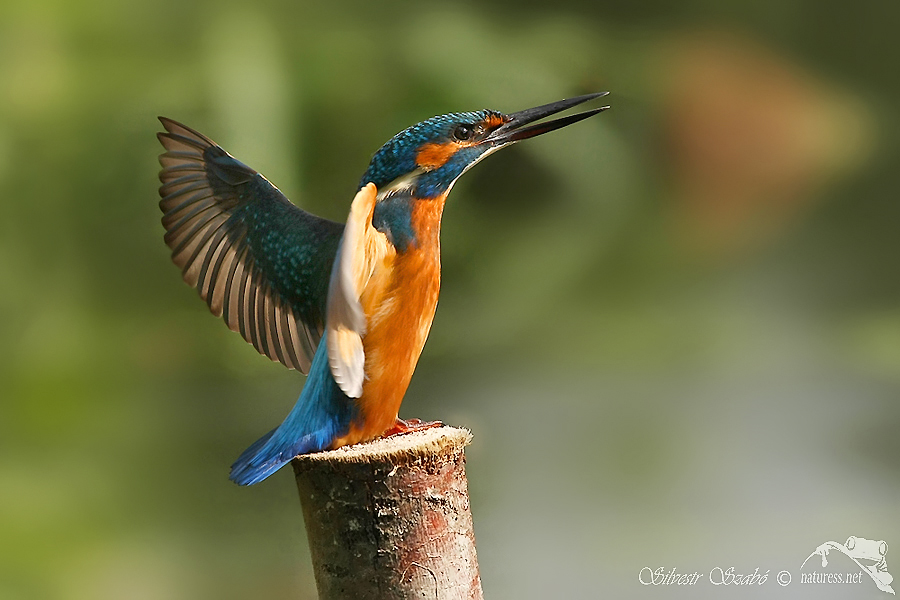 Ledňáček říční (Alcedo atthis)