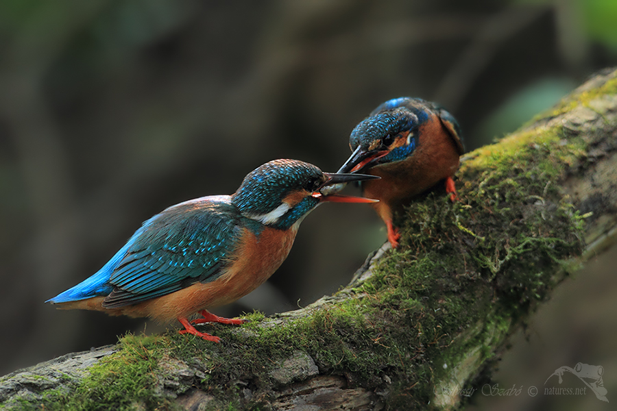 Ledňáček říční (Alcedo atthis)
