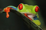 Listovnice červenook&aacute;,n&aacute;dhern&aacute; (Agalychnis callidryas, Hyla callidryas Cope1862)