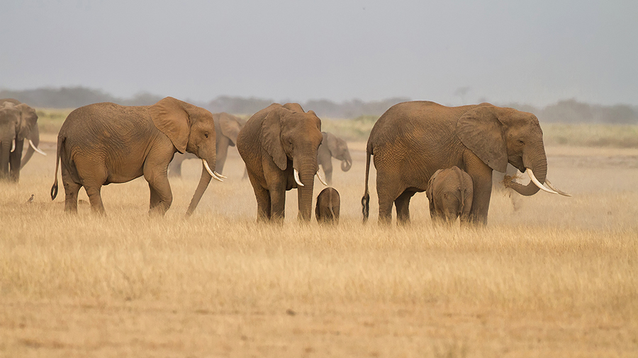N&aacute;rodn&iacute; park  Amboseli - Amboseli National Park Kenya