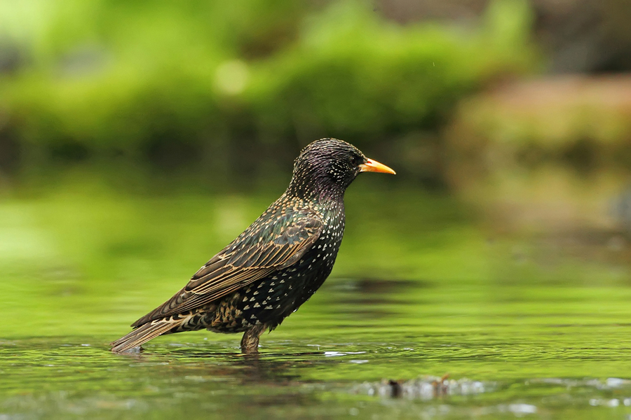 &Scaron;paček obecn&yacute; (Sturnus vulgaris)