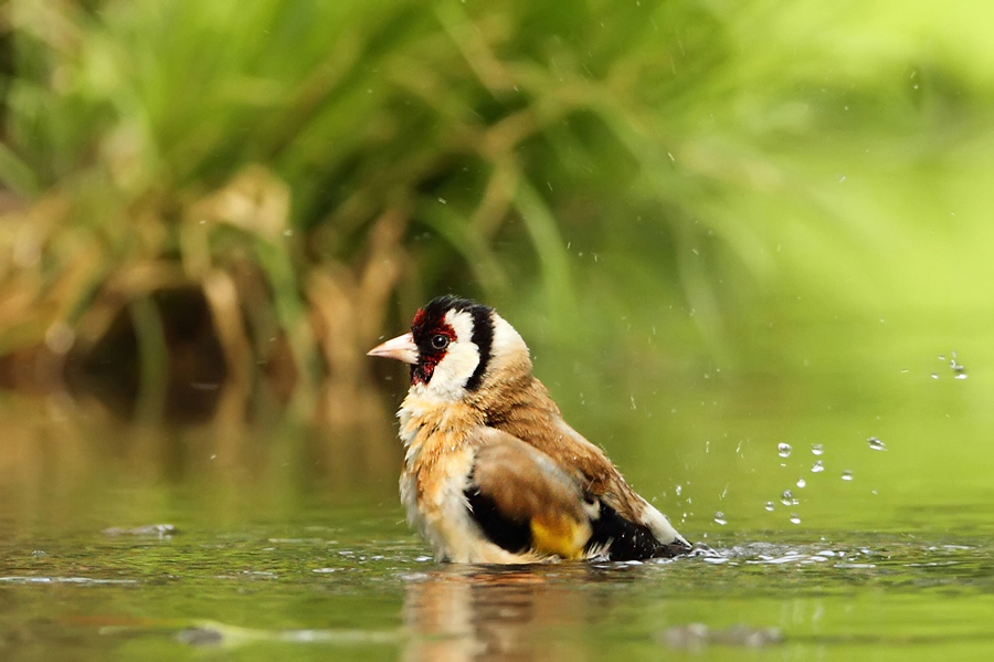 Stehl&iacute;k obecn&yacute; (Carduelis carduelis)