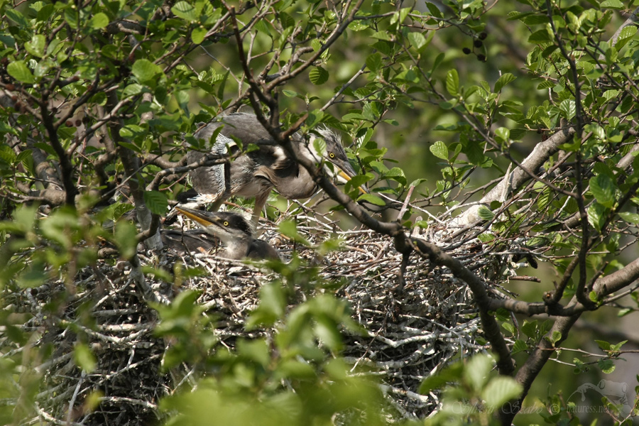 Volavka popelav&aacute; (Ardea cinerea)