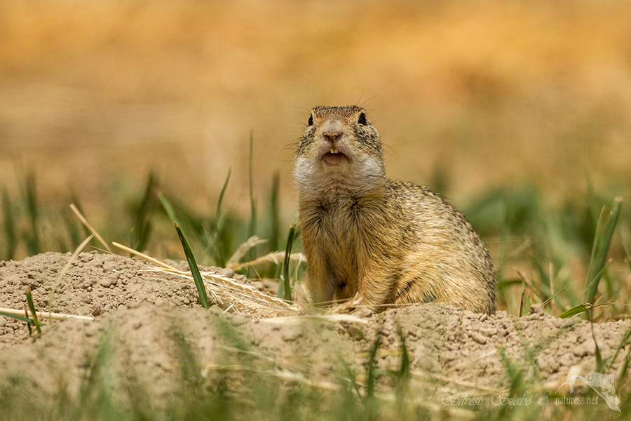 Sysel obecn&yacute; (Spermophilus citellus)