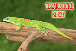 teraristick&eacute; burzy 2016
