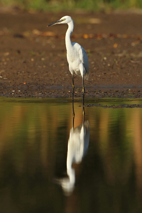 Volavka stř&iacute;břit&aacute; (Egretta garzetta) 
