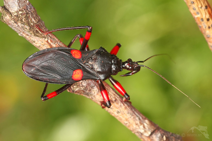 Z&aacute;keřnice (Platymeris biguttata)